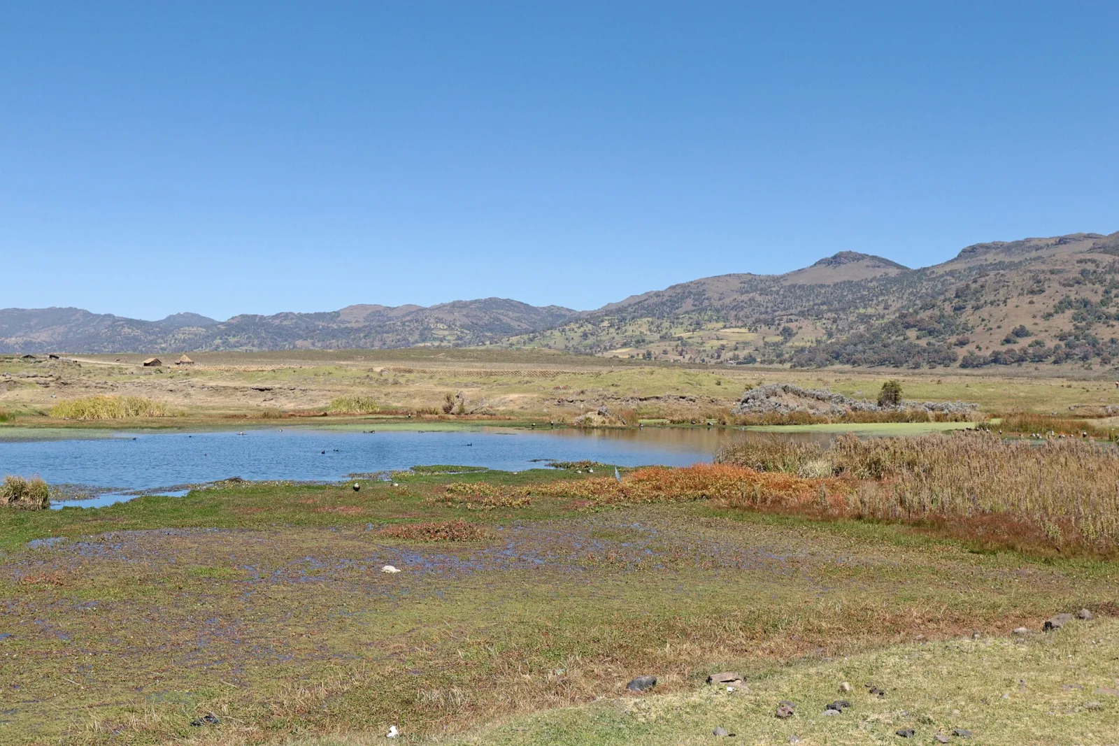 Open Afro-alpine moorland on the Sanetti Plateau